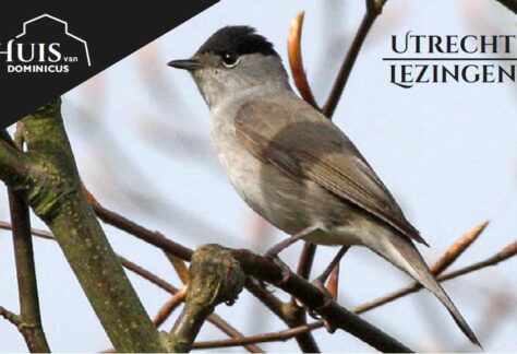 Foto vogels in boom )detail)